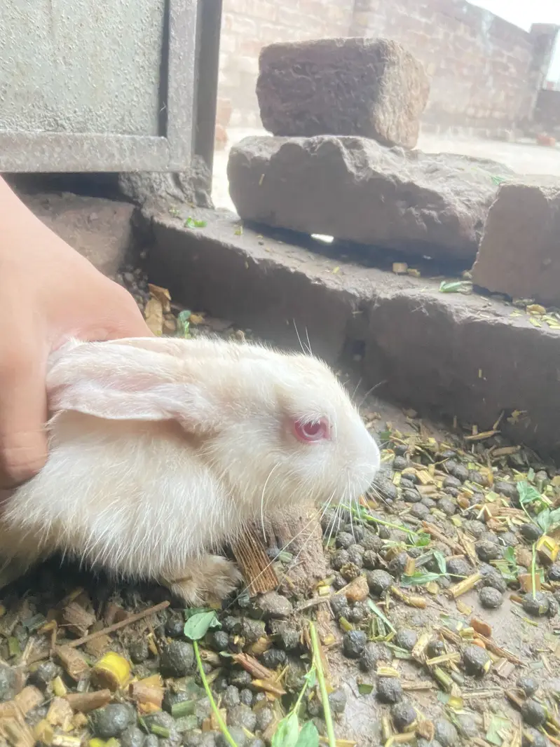 Best healty rabbits baby rabitts pair 1000 and big rabbits pair 2000 — photo 11
