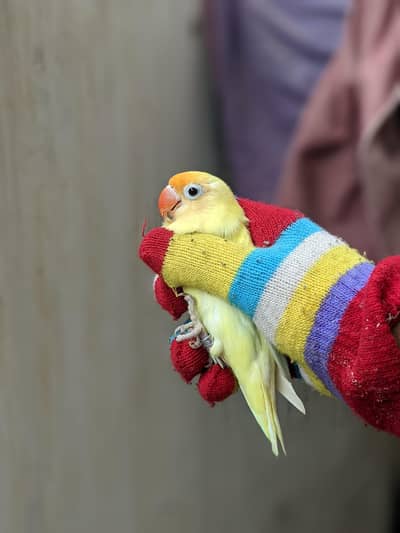 lovebirds breeder pairs