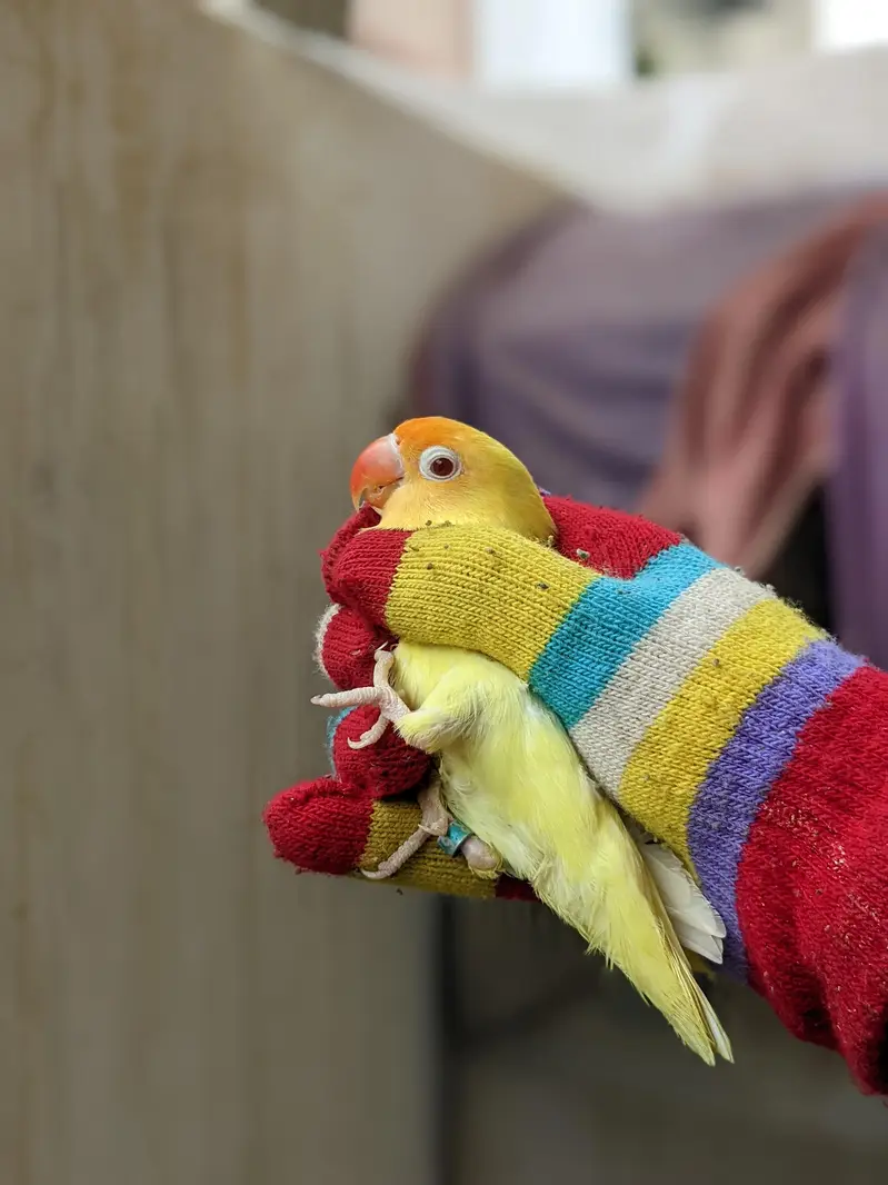 lovebirds breeder pairs — photo 2