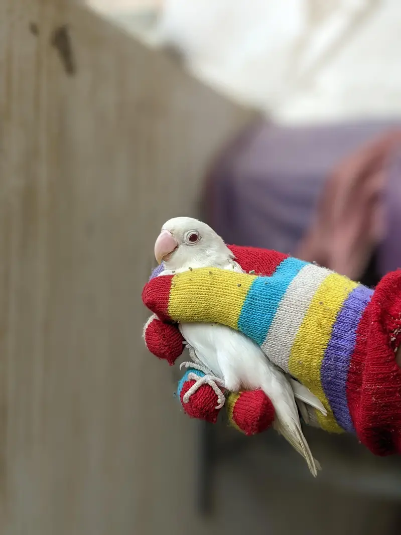 lovebirds breeder pairs — photo 3