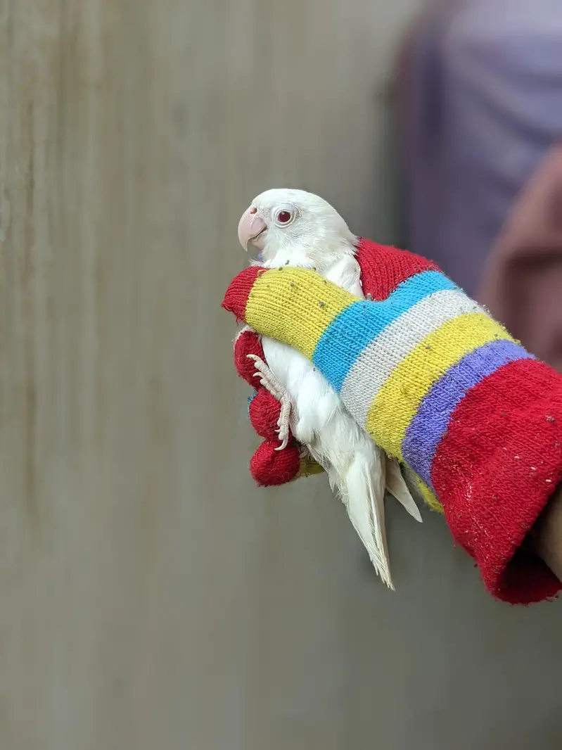 lovebirds breeder pairs — photo 4