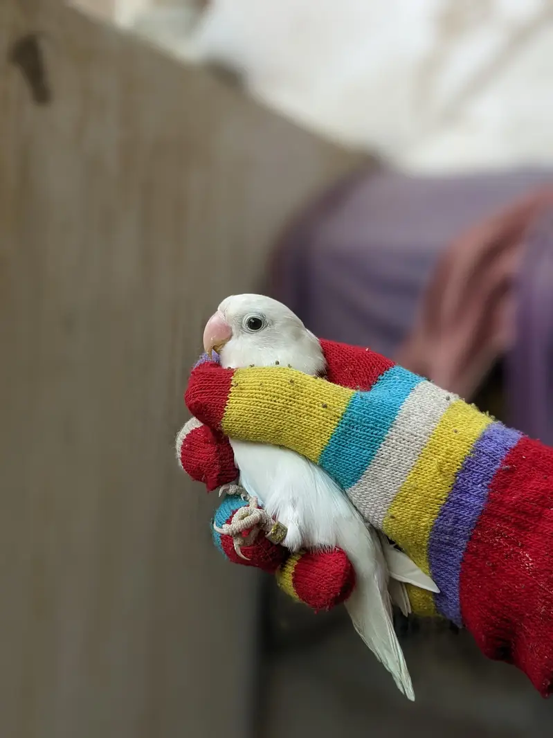 lovebirds breeder pairs — photo 5