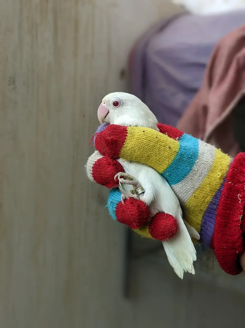 lovebirds breeder pairs — photo 6