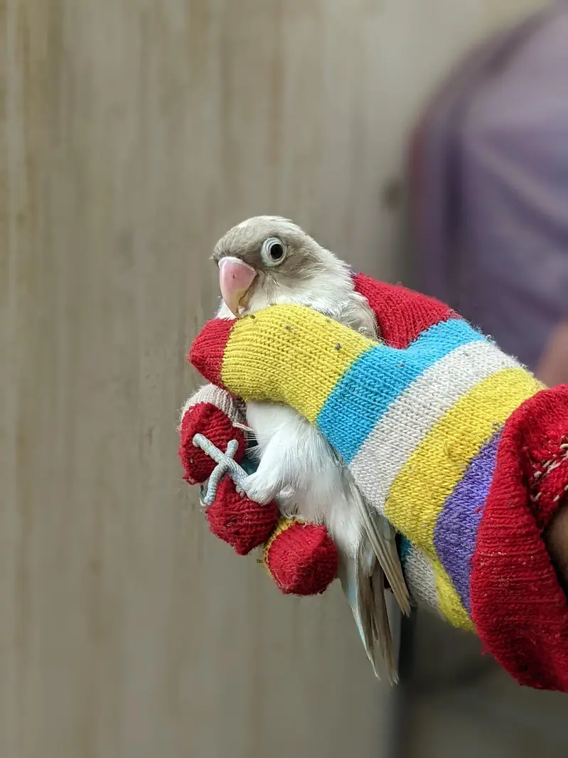 lovebirds breeder pairs — photo 7