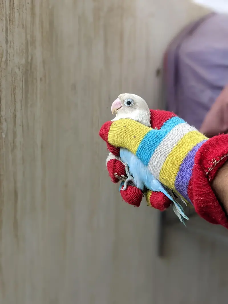 lovebirds breeder pairs — photo 8
