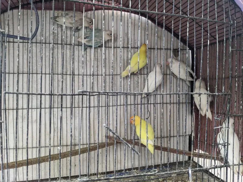 lovebirds breeder pairs — photo 9