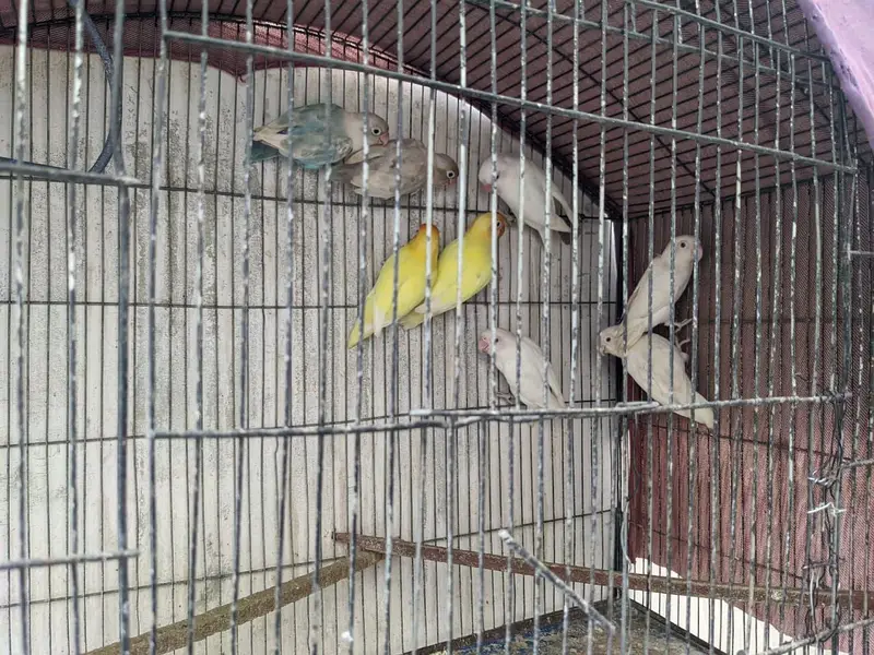 lovebirds breeder pairs — photo 10