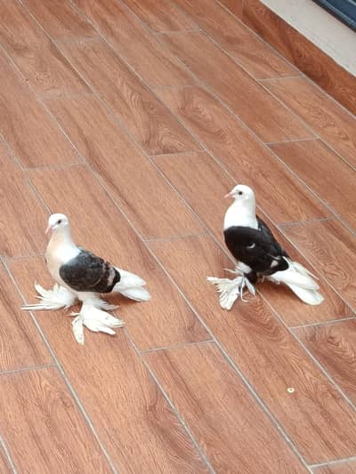 swallow pigeons for sale