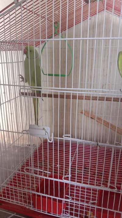 Male age 2 years & female age 1.5 year