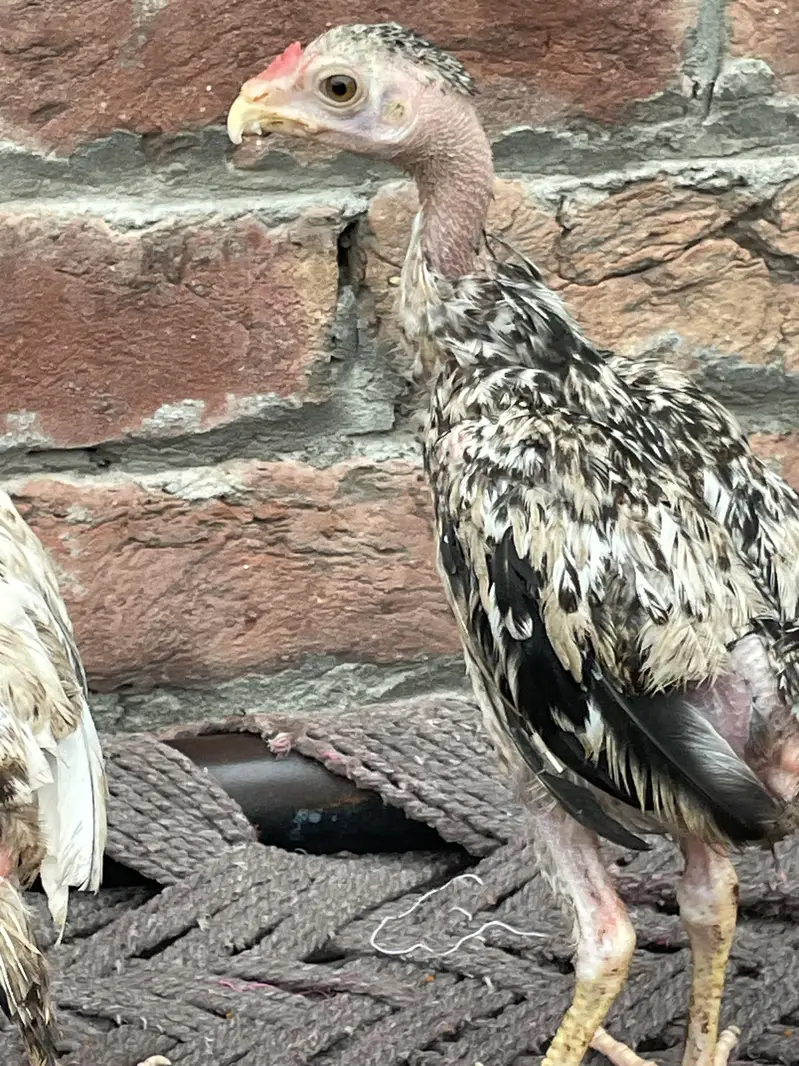 parrot big — photo 2