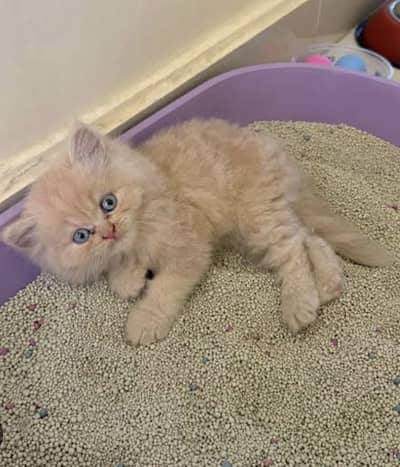 Persian cat available