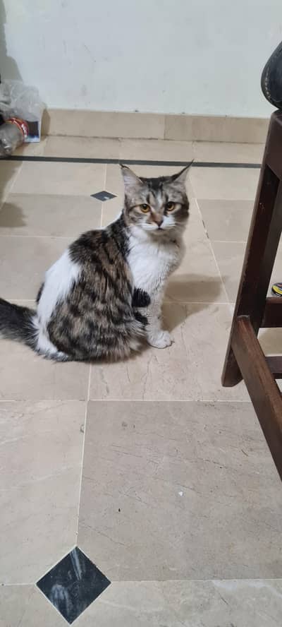 persian cat for sale