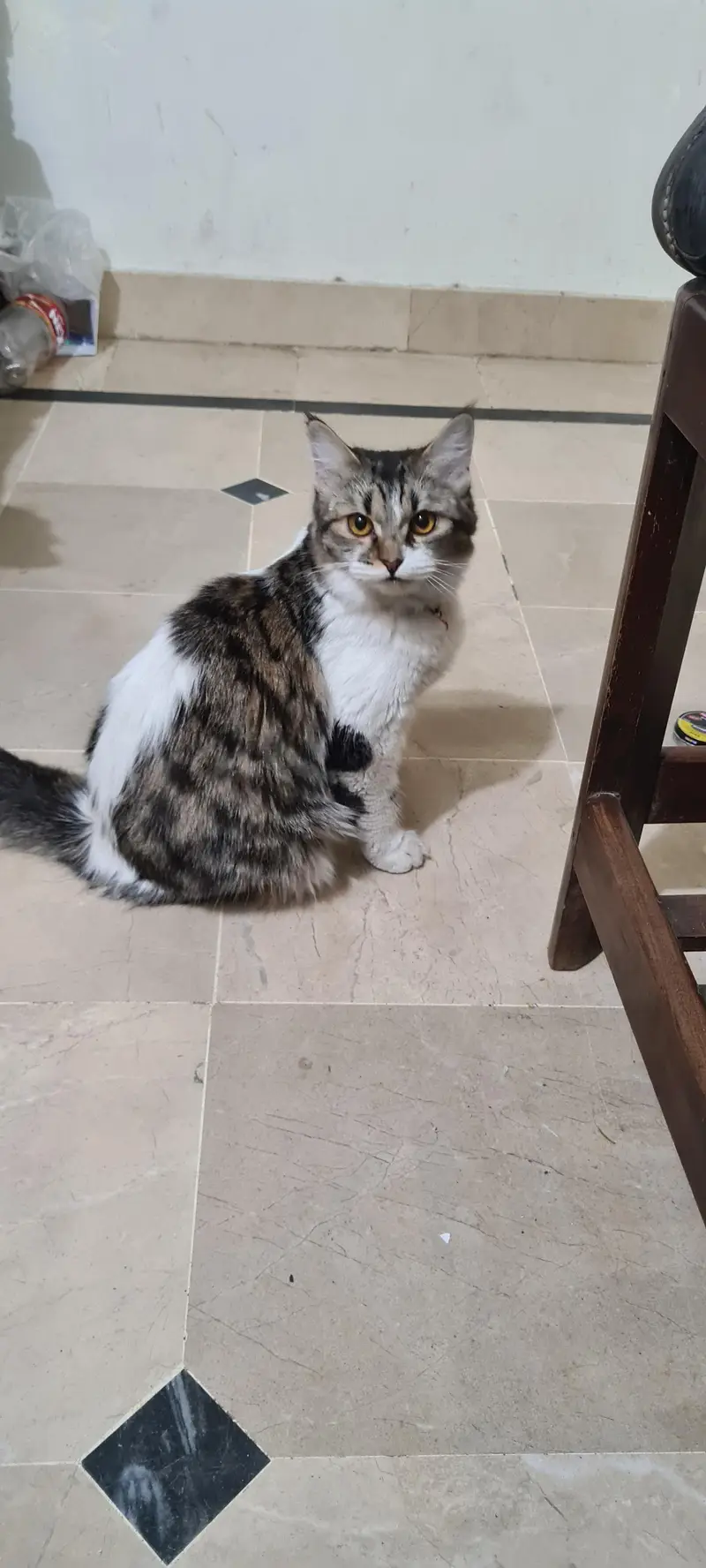 persian cat for sale — photo 2