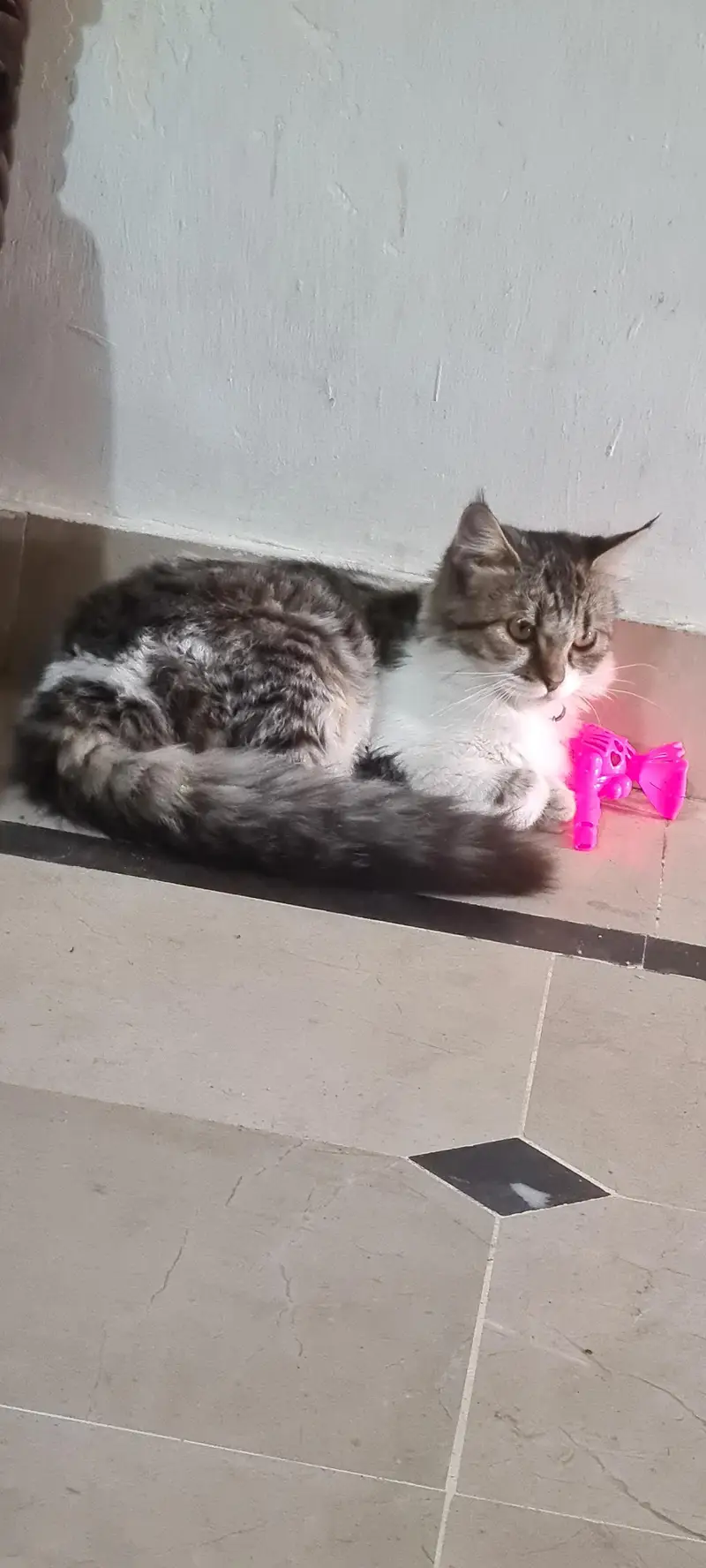 persian cat for sale — photo 4