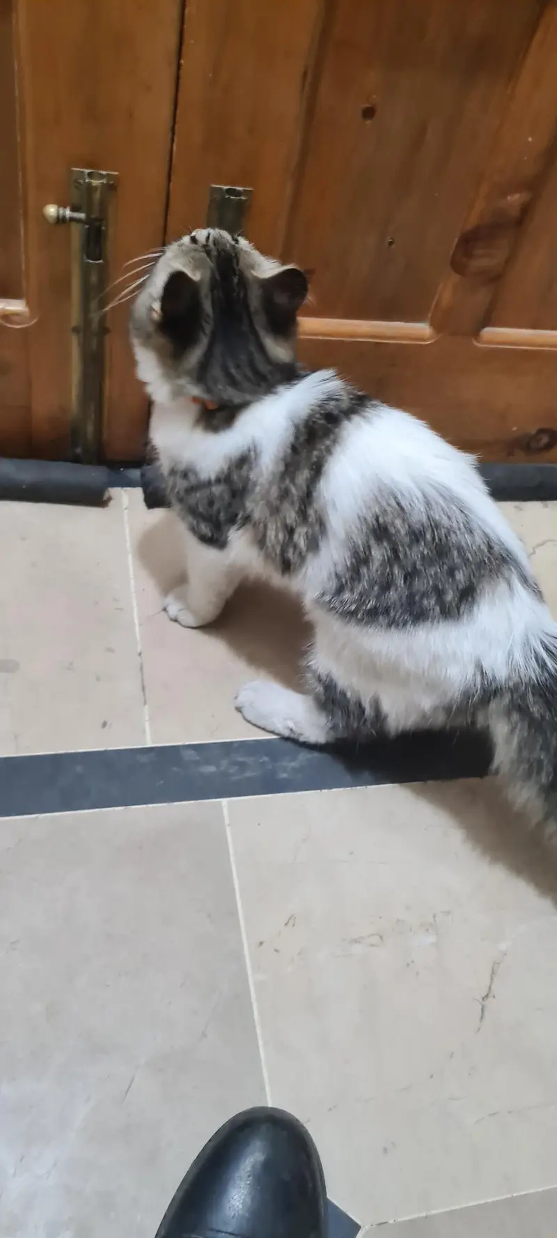 persian cat for sale — photo 7