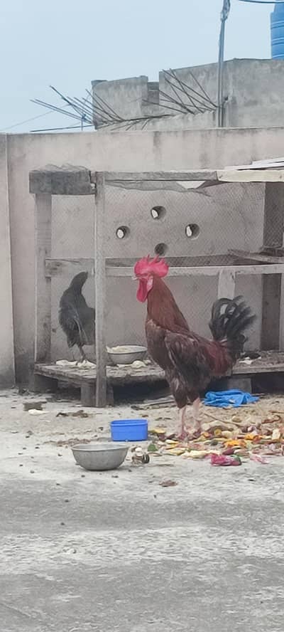 egg lying hen and a roster