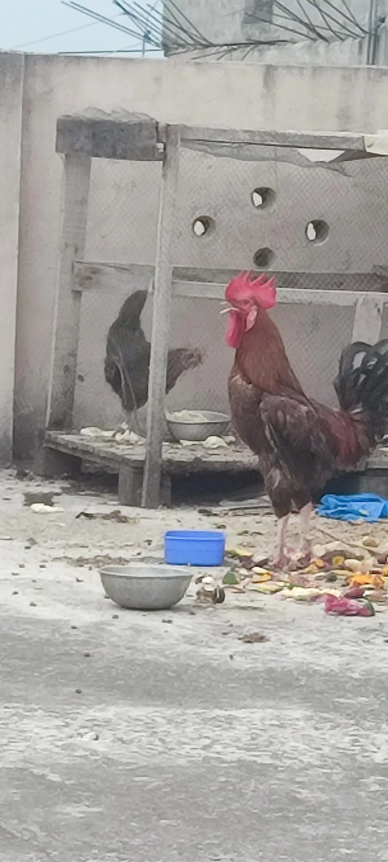 egg lying hen and a roster — photo 2