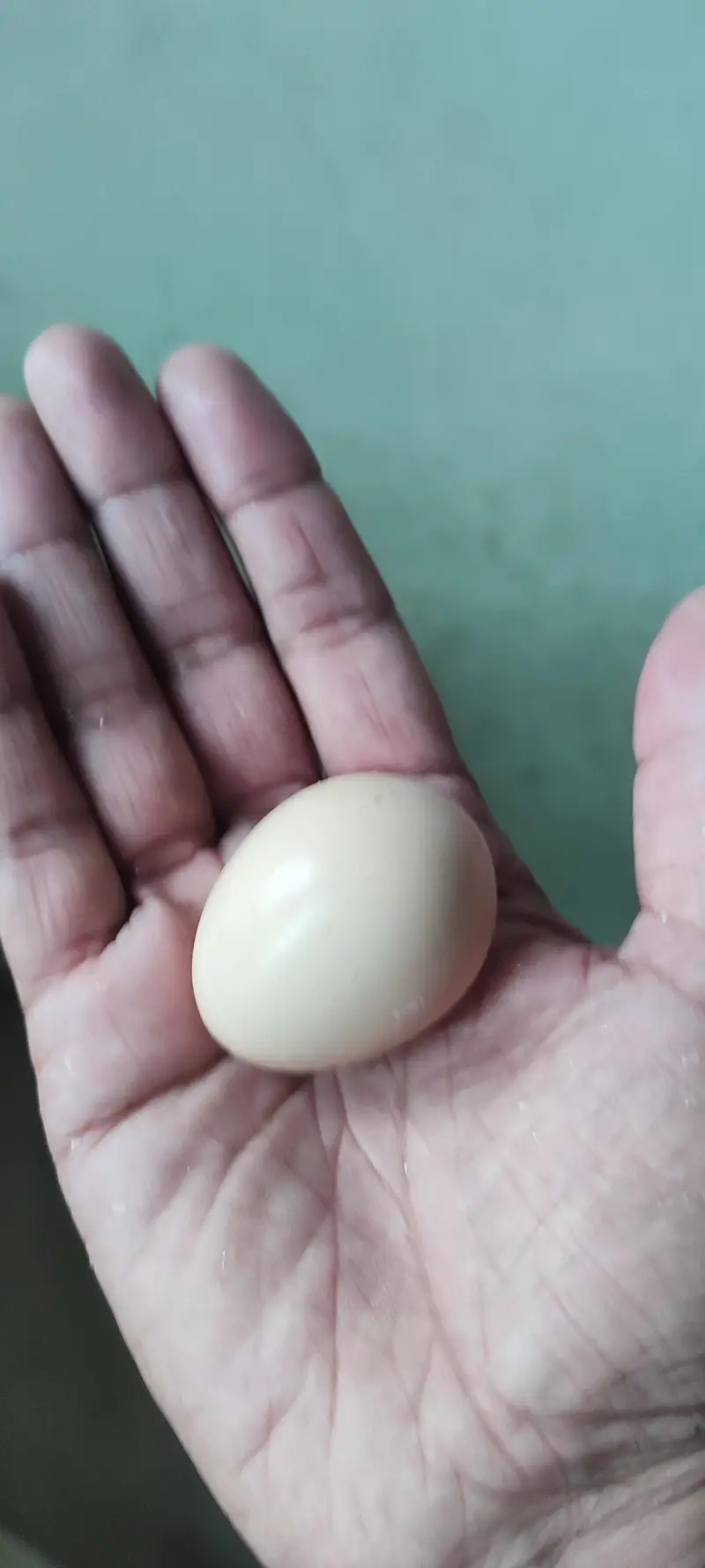 egg lying hen and a roster — photo 3