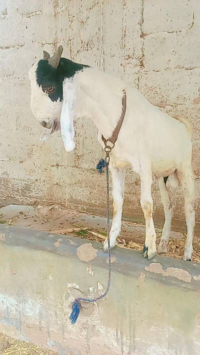 tota puri Bakra for sale