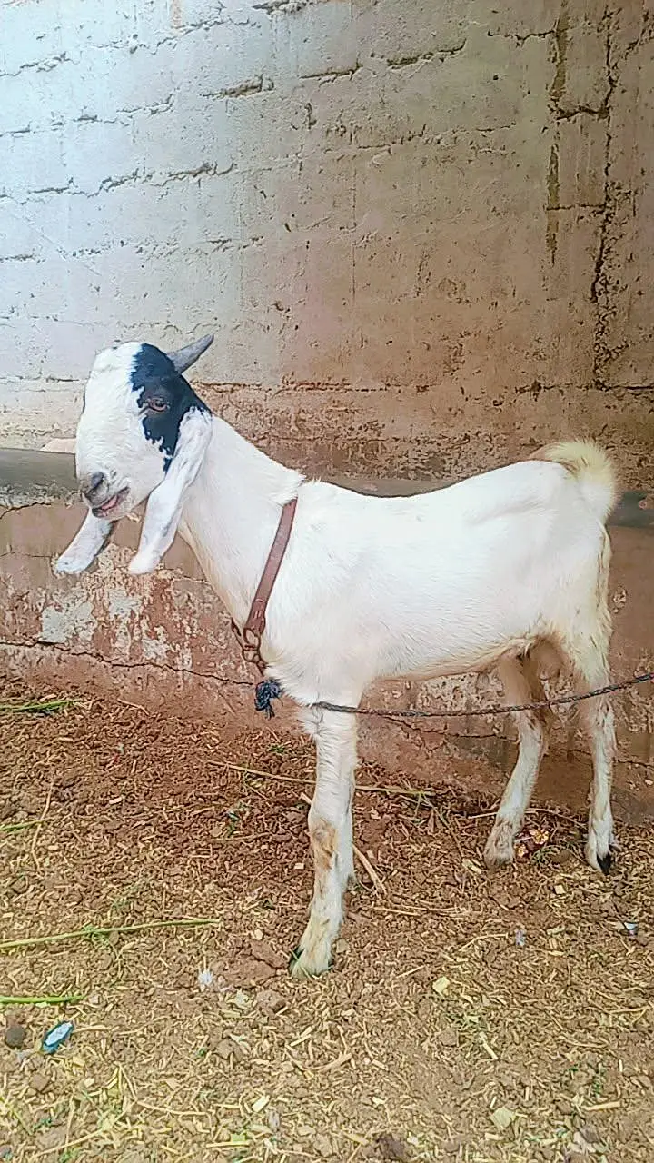 tota puri Bakra for sale — photo 2