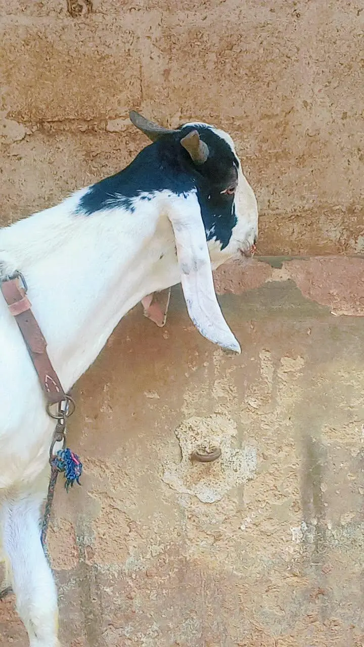tota puri Bakra for sale — photo 3