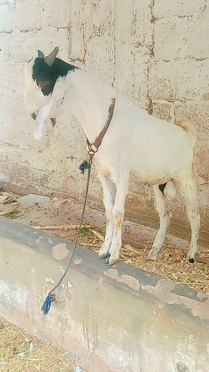 tota puri Bakra for sale — photo 4