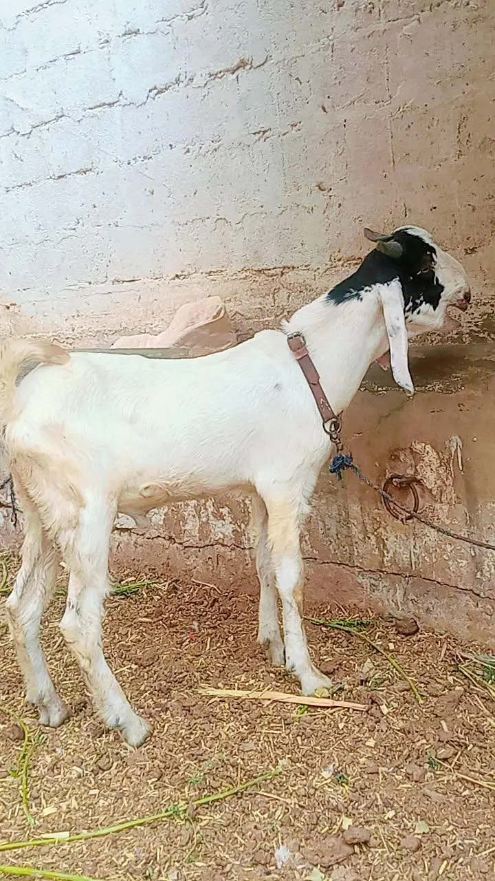 tota puri Bakra for sale — photo 5
