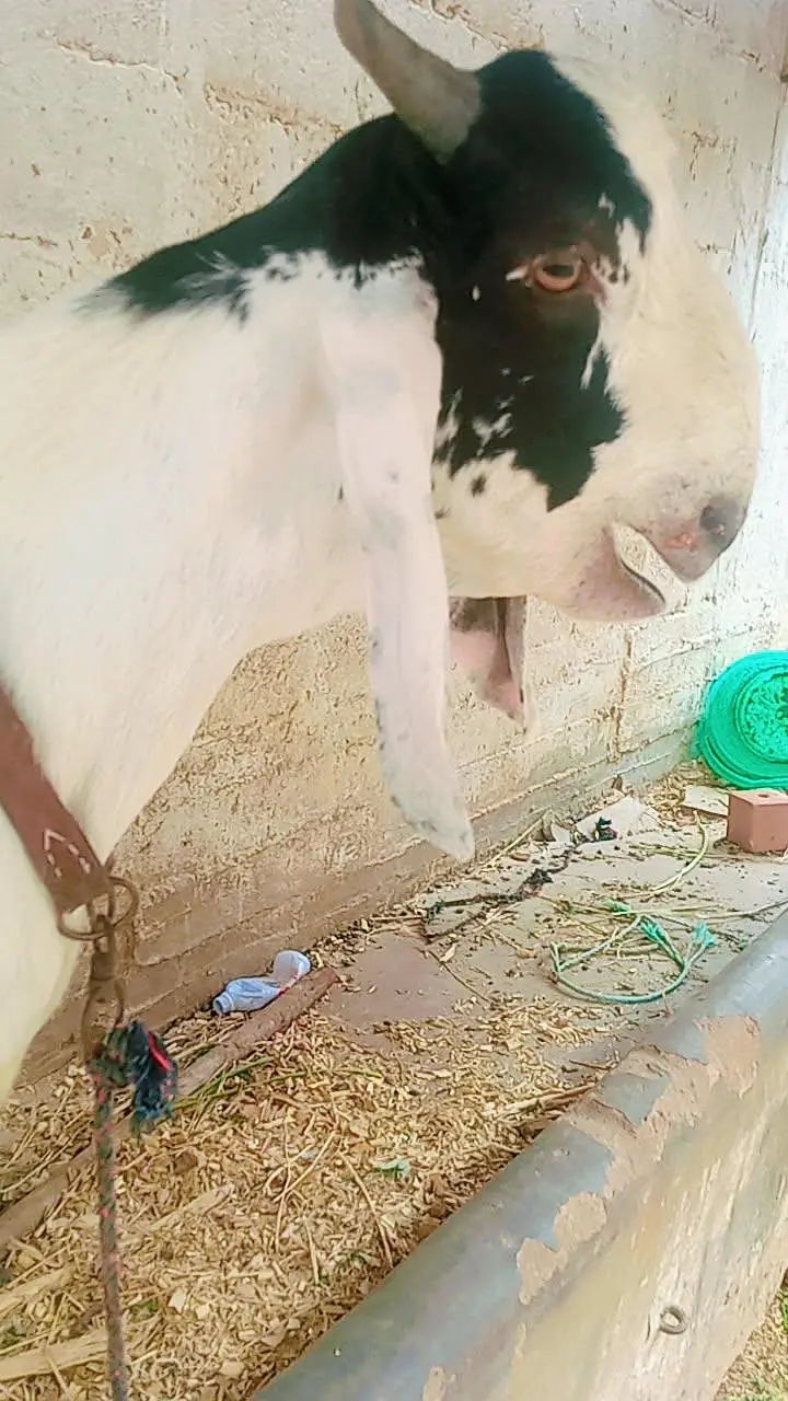 tota puri Bakra for sale — photo 6