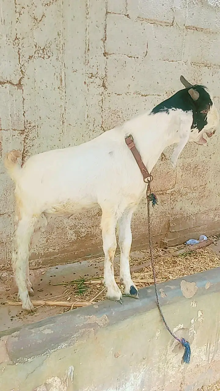 tota puri Bakra for sale — photo 7