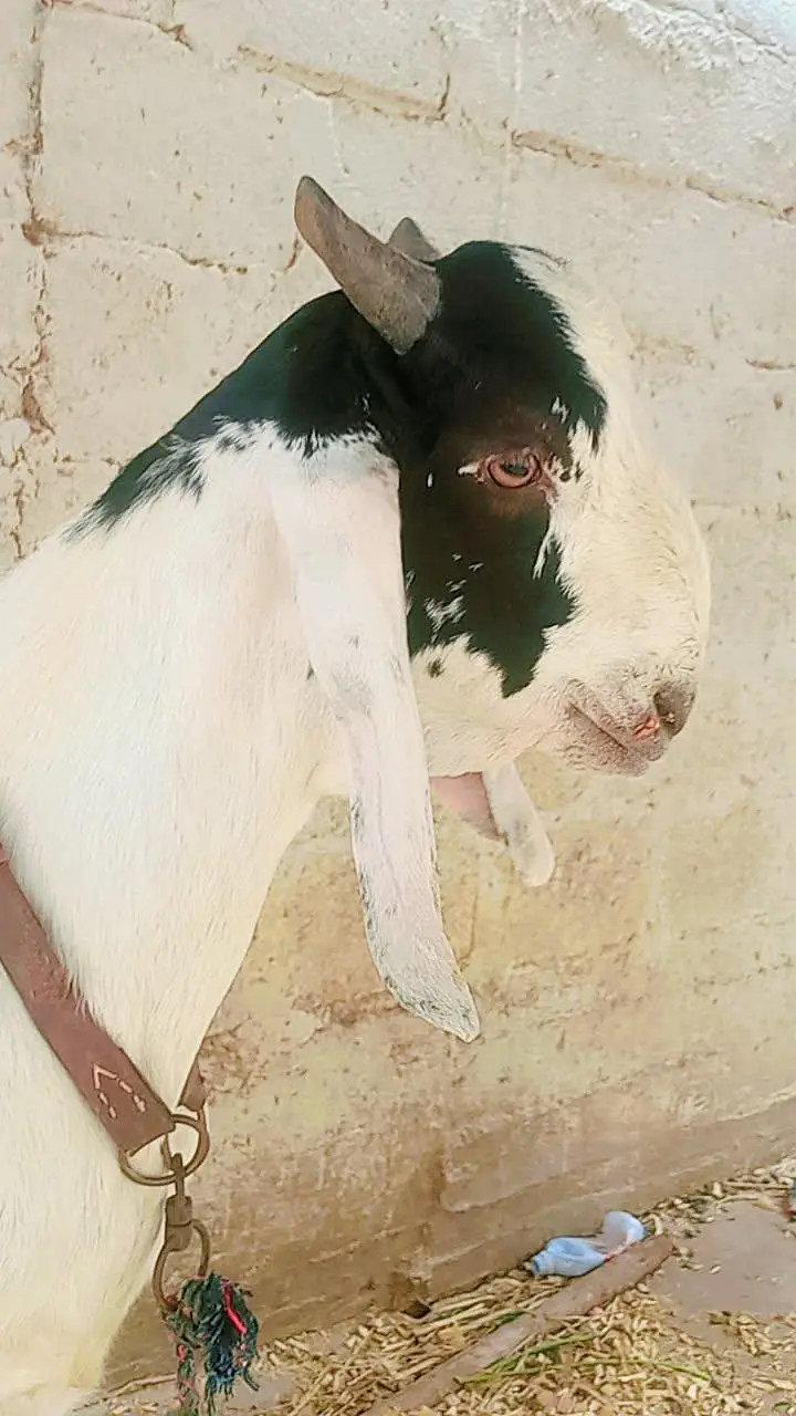 tota puri Bakra for sale — photo 8