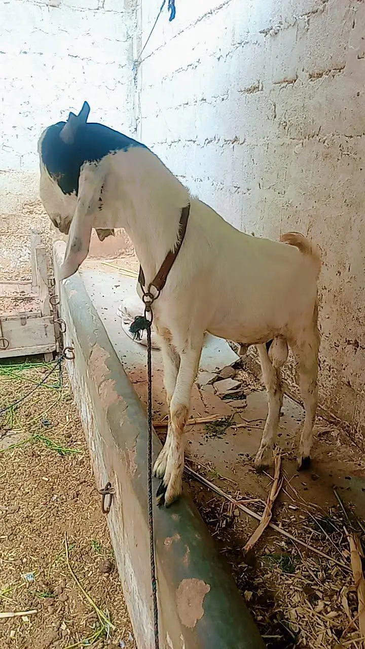 tota puri Bakra for sale — photo 10