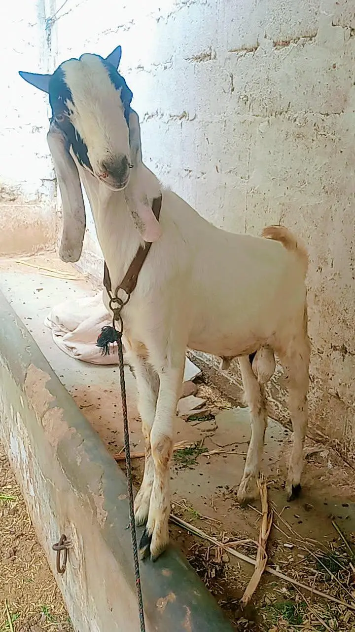 tota puri Bakra for sale — photo 11