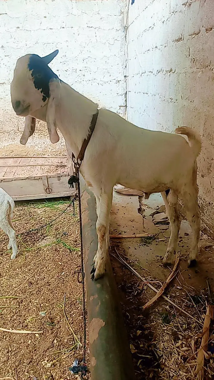 tota puri Bakra for sale — photo 12