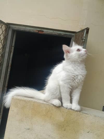 kitten  playful vaccinated and Ready for a loving home.