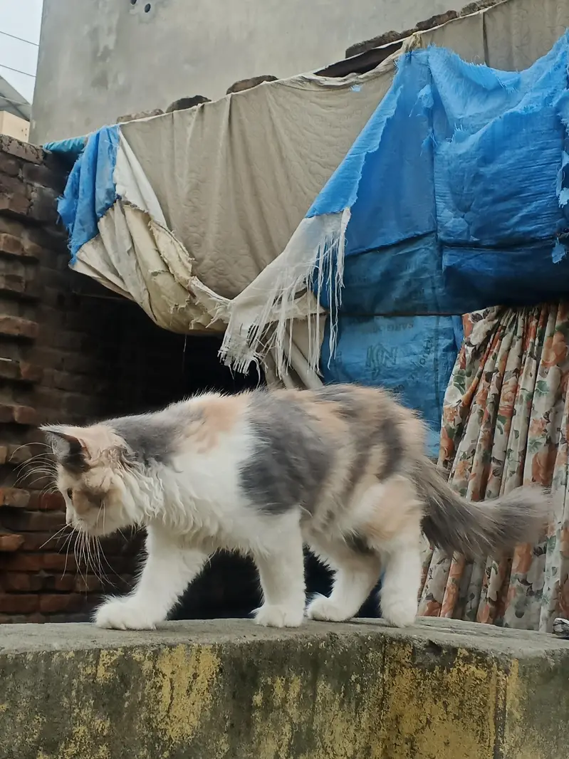 kitten  playful vaccinated and Ready for a loving home. — photo 3