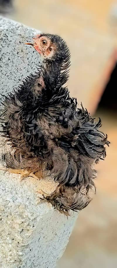 bantum frizzle black pair