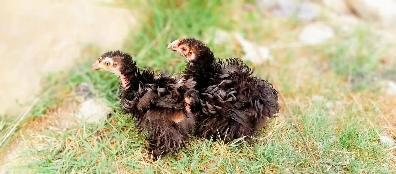 bantum frizzle black pair — photo 2
