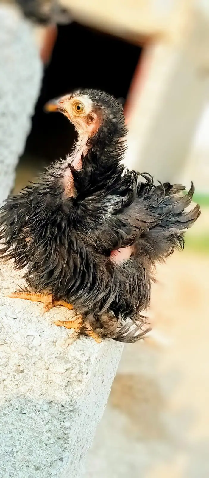 bantum frizzle black pair — photo 3