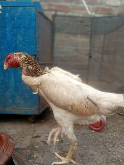 Premium Quality Shamo Female 03270985901