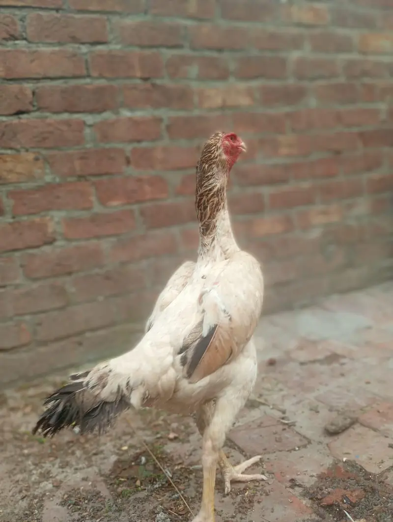 Premium Quality Shamo Female 03270985901 — photo 4