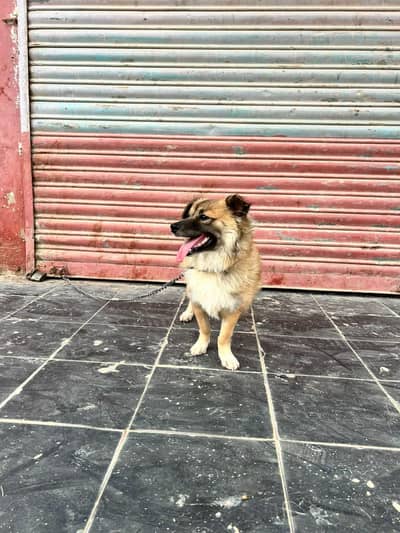 saishen dog mall