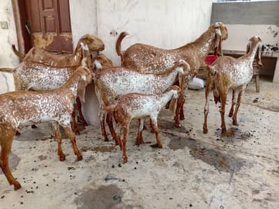 Makhi cheeni bakry or bakriya