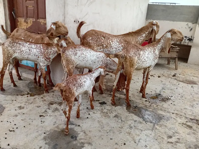 Makhi cheeni bakry or bakriya — photo 2
