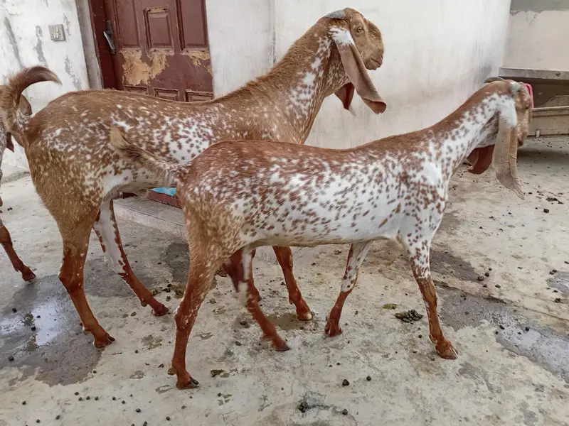 Makhi cheeni bakry or bakriya — photo 3