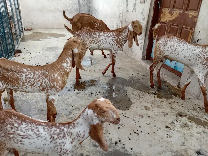 Makhi cheeni bakry or bakriya — photo 4