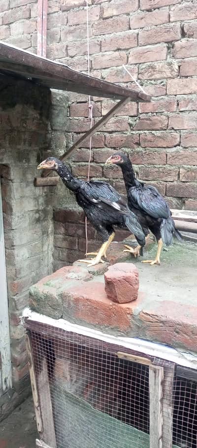 ustad basherr purbana cross gurantedd 2 females and 3 males