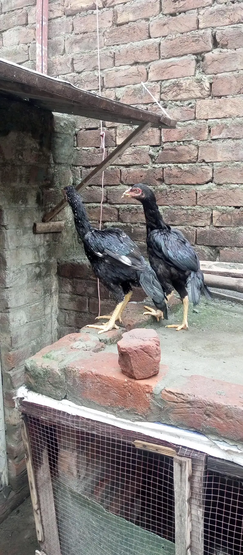 ustad basherr purbana cross gurantedd 2 females and 3 males — photo 2