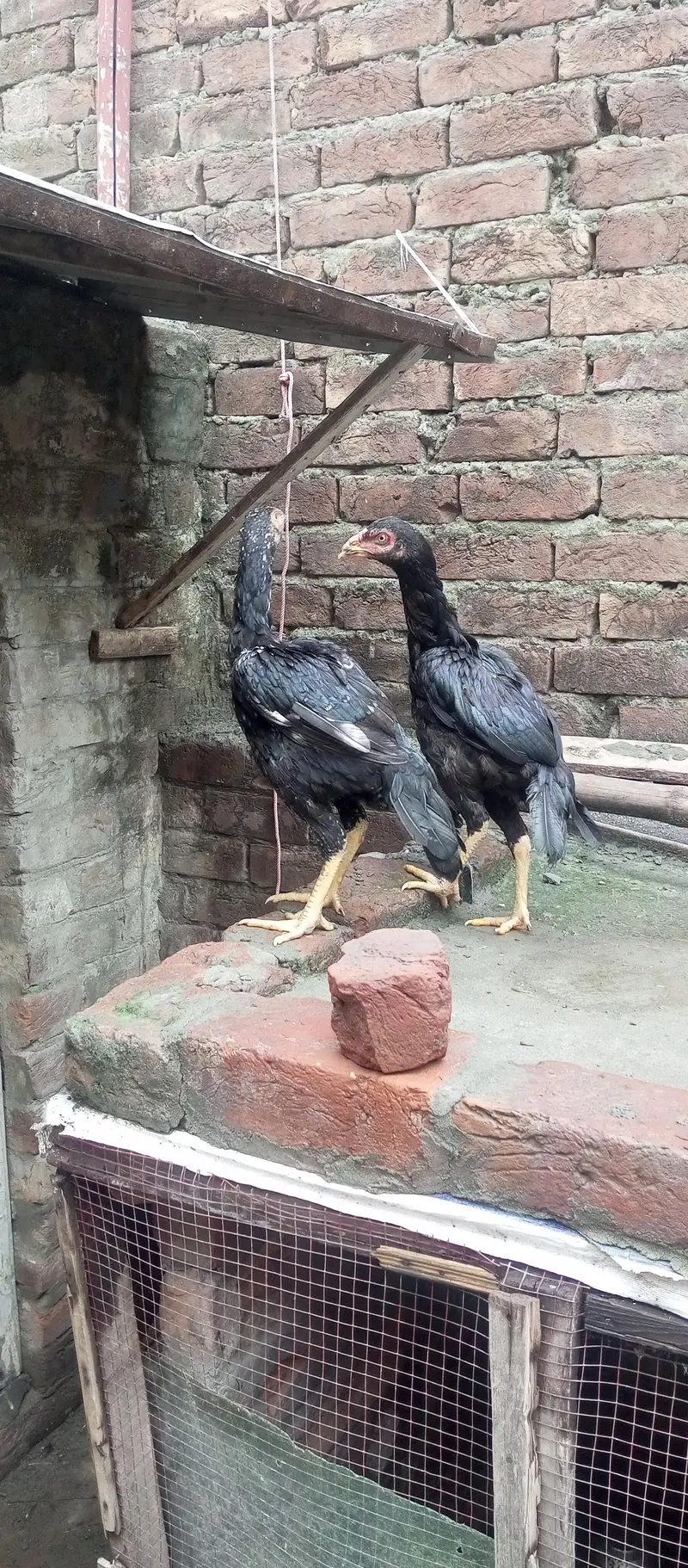 ustad basherr purbana cross gurantedd 2 females and 3 males — photo 3
