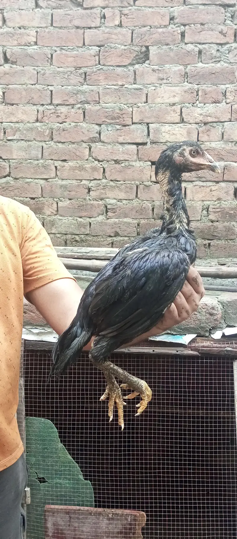 ustad basherr purbana cross gurantedd 2 females and 3 males — photo 4