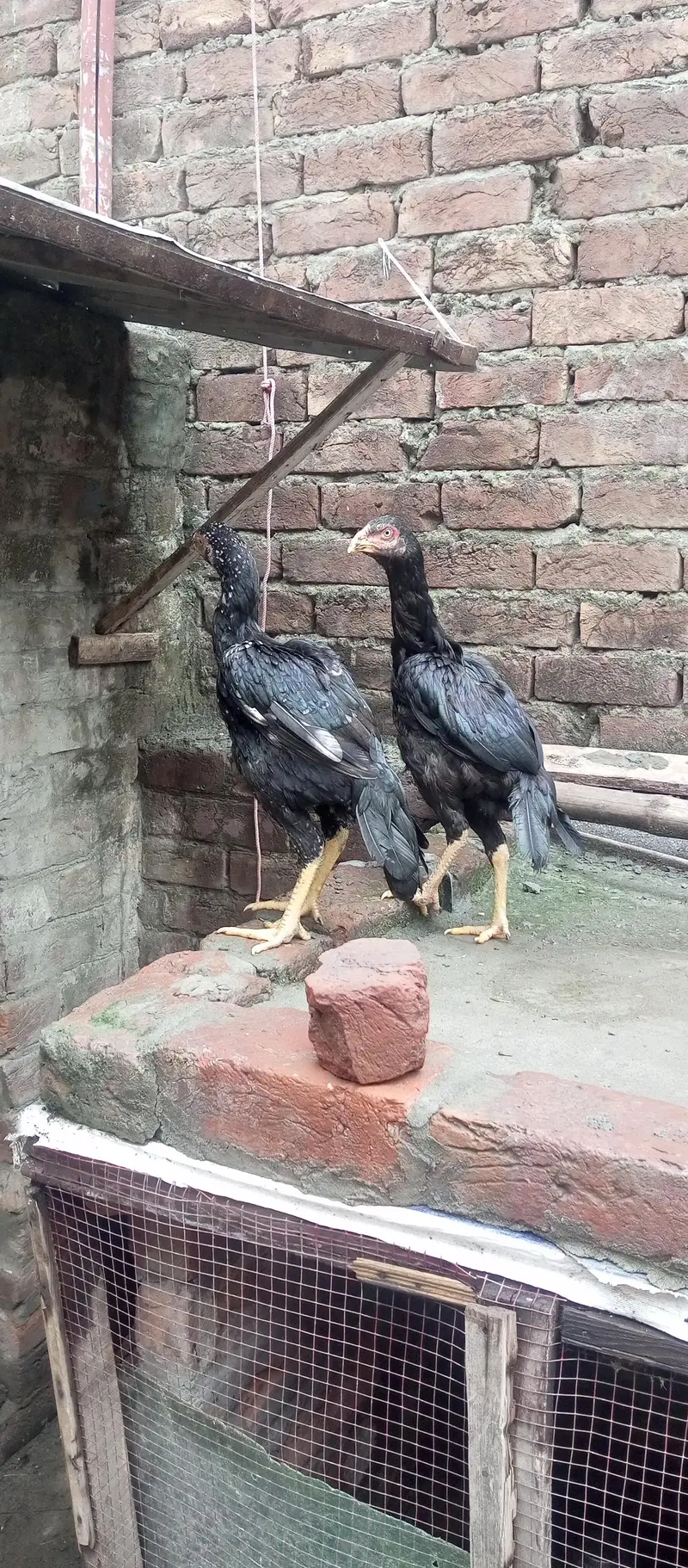 ustad basherr purbana cross gurantedd 2 females and 3 males — photo 5